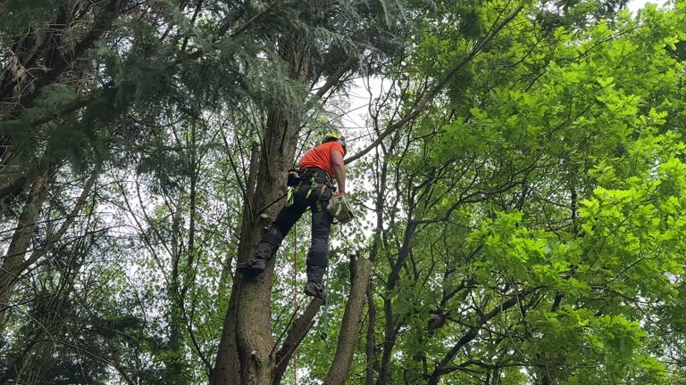 Best Root Management and Removal  in South Uniontown, PA