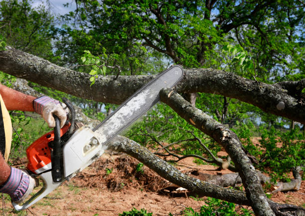 Best Utility Line Clearance  in South Uniontown, PA